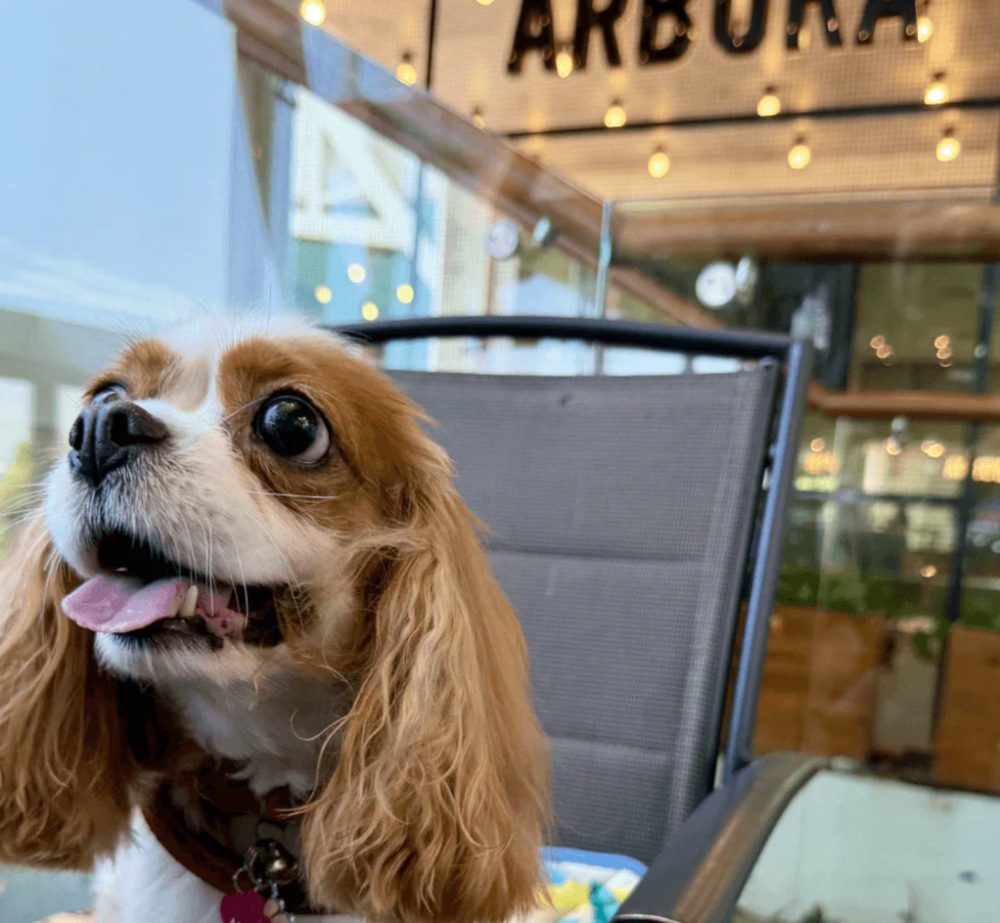 Arbora @ Mount Faber Peak