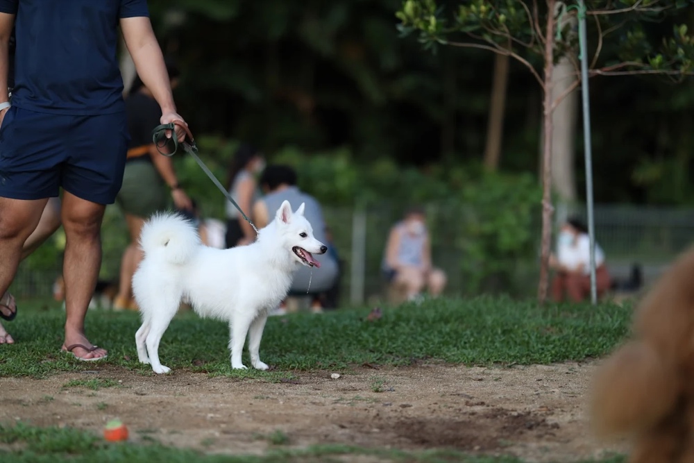 East Coast Park Dog Run